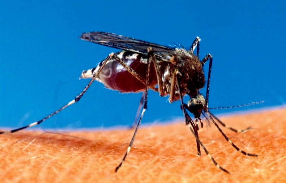 Sposób na komary