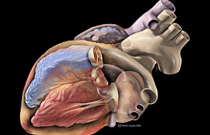 Choroby serca i układu krążenia