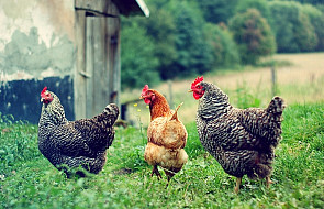 Polskie firmy liczą na eksport kurczaków do Rosji
