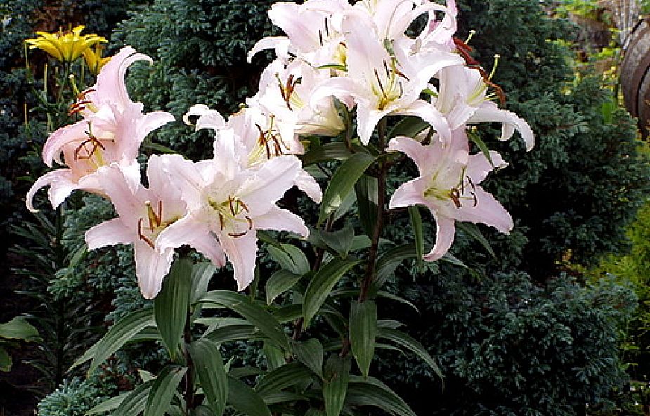 Lilie przyciągają nie tylko pięknym wyglądem, ale również zapachem (fot. Miesięcznik „Twój Ogrodnik” )