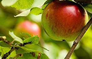 Jabłka łąckie objęte geograficzną ochroną w UE