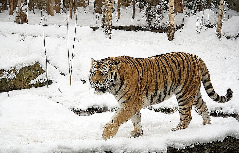 Zoo w Chinach zagłodziło 11 tygrysów
