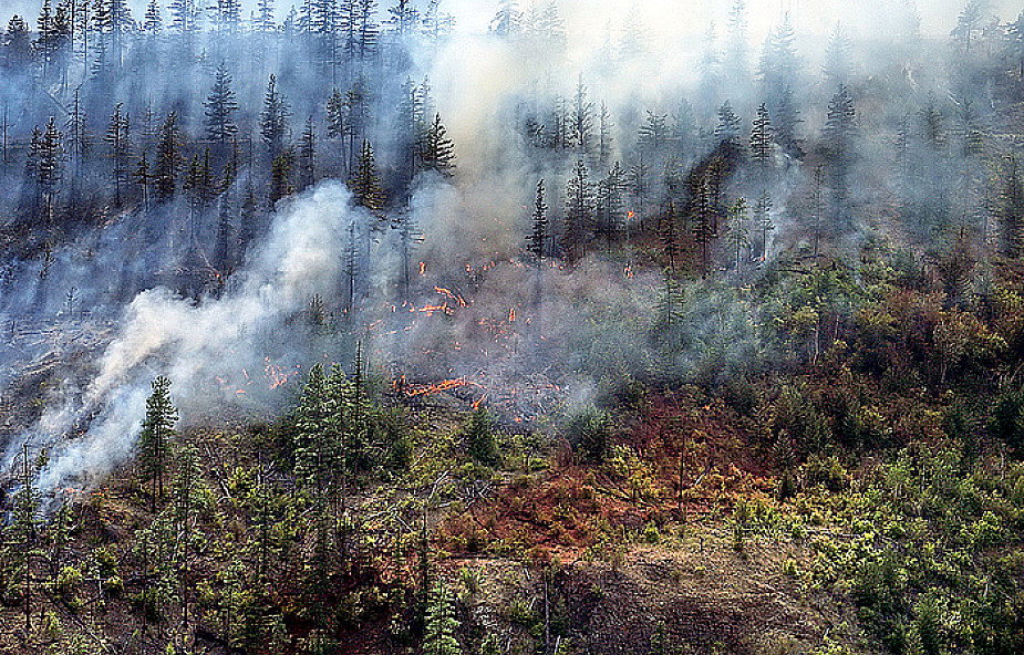 Narasta zagrożenie pożarami lasów