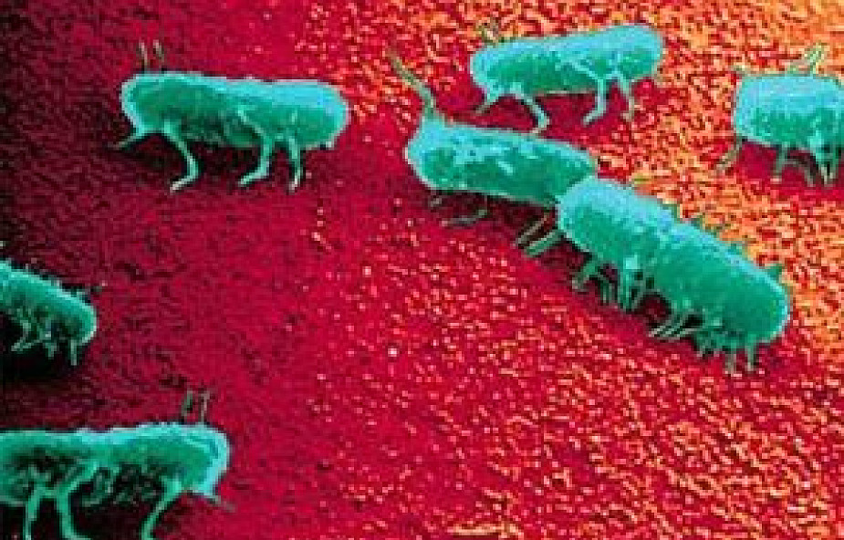 Bakterie Salmonella wyleczą nowotwór?