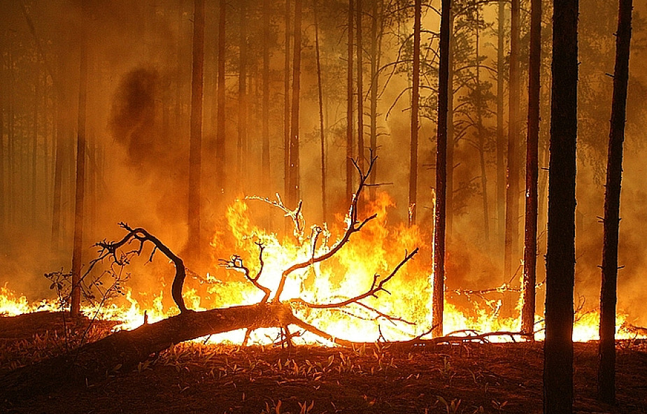 Rosja: coraz większa powierzchnia lasów płonie