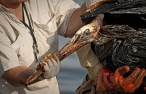 BP drogo zapłaci za wyciek ropy w zatoce