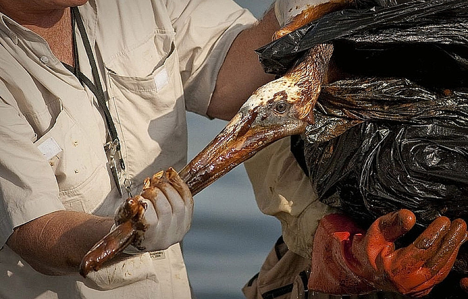 BP drogo zapłaci za wyciek ropy w zatoce
