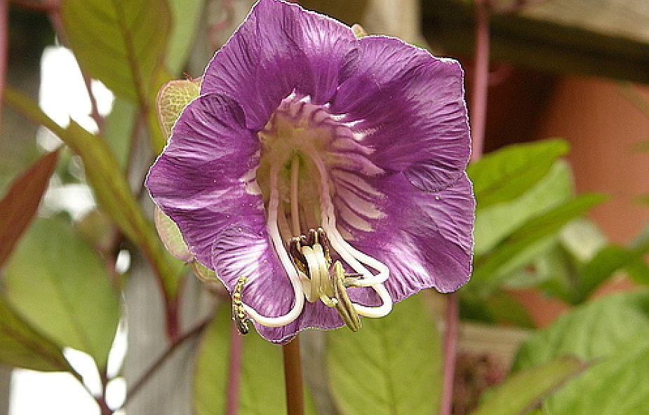 Kwiaty kobei mają zwykle barwę purpurowofioletową (fot.