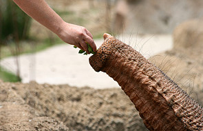 Sztuczne ramię wzorowane na trąbie słonia