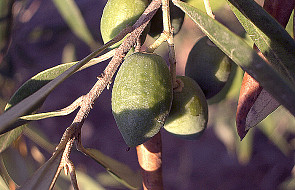 Watykan: drzewo oliwne w darze od Netanjahu