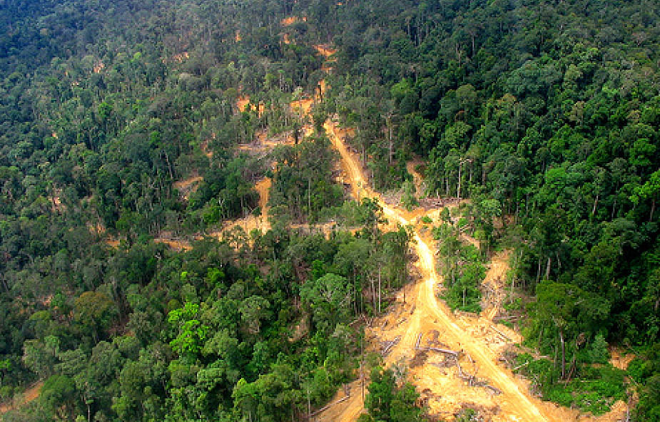 WWF apeluje: Ratujmy zielone płuca Ziemi!