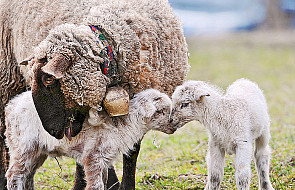 Poświęcenie kierdla owiec na Święcie Bacowskim