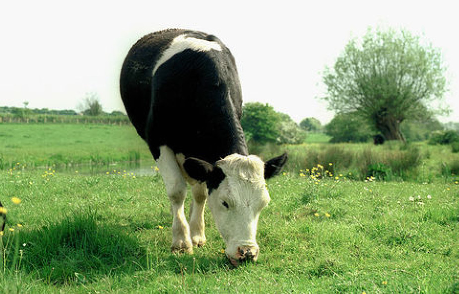 Sklonowana krowa da "ludzkie" mleko?