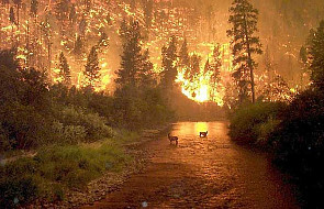 Rosja: płonie Syberia, ogromne pożary lasów