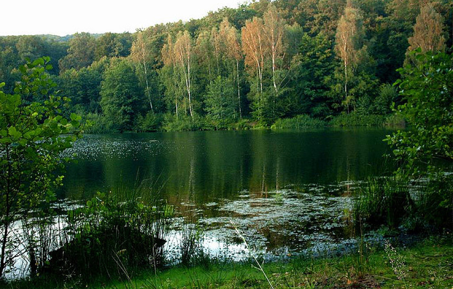 Tusk: lasy pozostaną pod nadzorem państwa