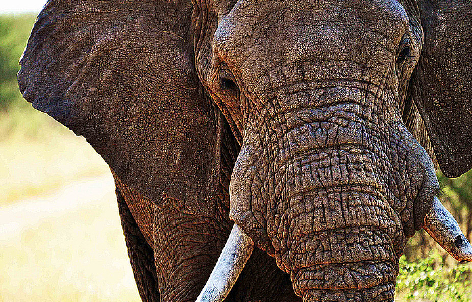 Sri Lanka: Pierwszy powszechny spis...słoni