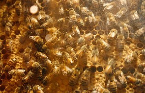 Pół miliona pszczół w Castel Gandolfo