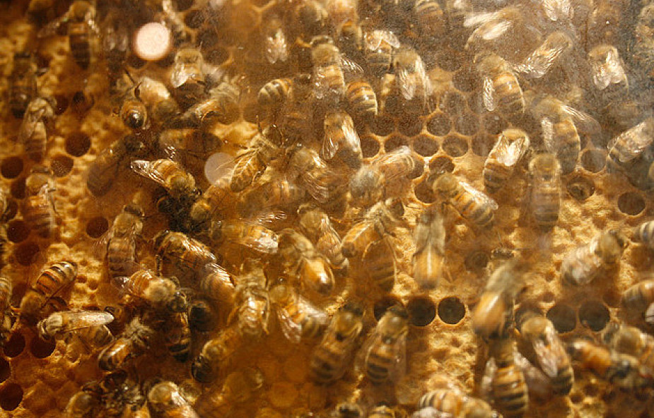 Pół miliona pszczół w Castel Gandolfo