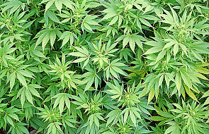 "Dopalacze" wypierają marihuanę i kokainę