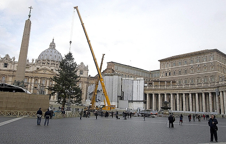 Watykan: na placu św. Piotra jest już choinka