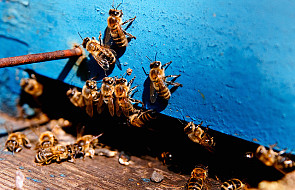 Roztocza zabijają pszczoły w Niemczech