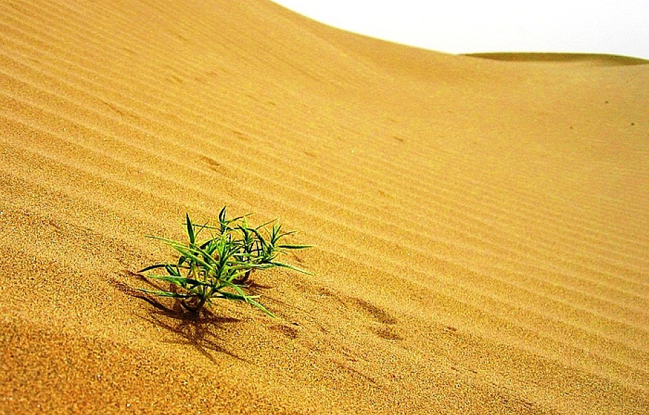 Bierzmowanie - oaza na pustyni