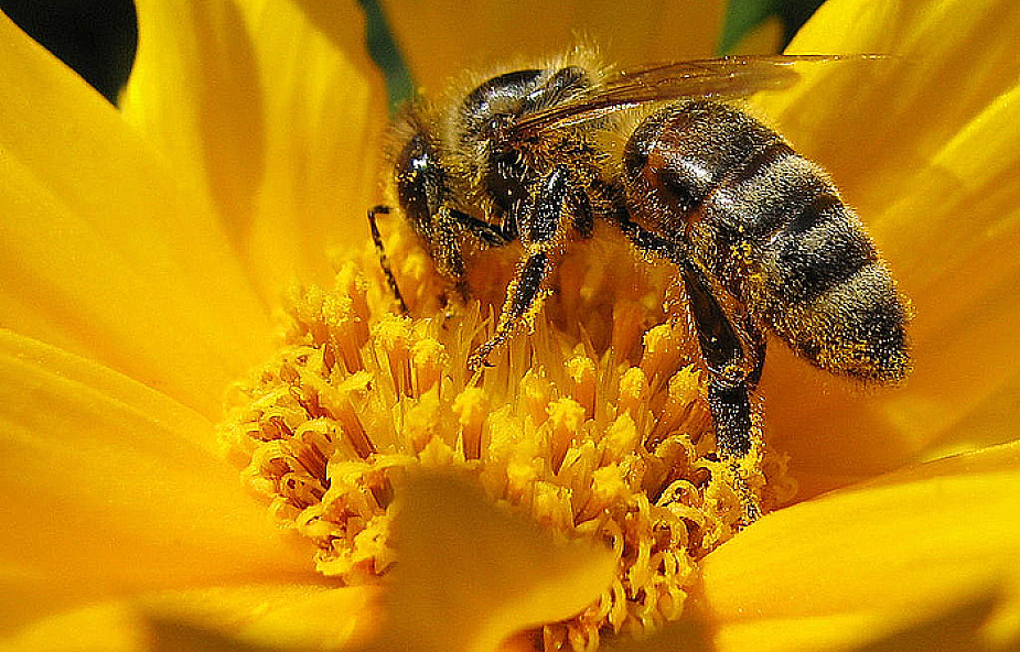 Sytuacja pszczół tragiczna, giną masowo
