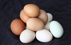 Kolor skorupki jaja jest cechą genetyczną