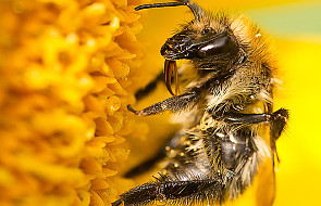 KE: dlaczego masowo giną pszczoły?