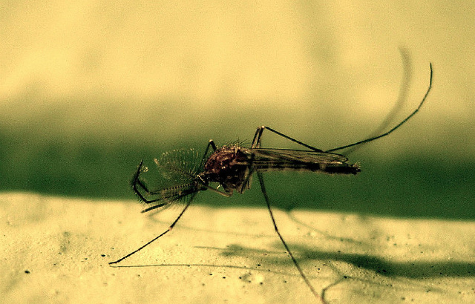 Komary mogą przenosić dirofilariozę