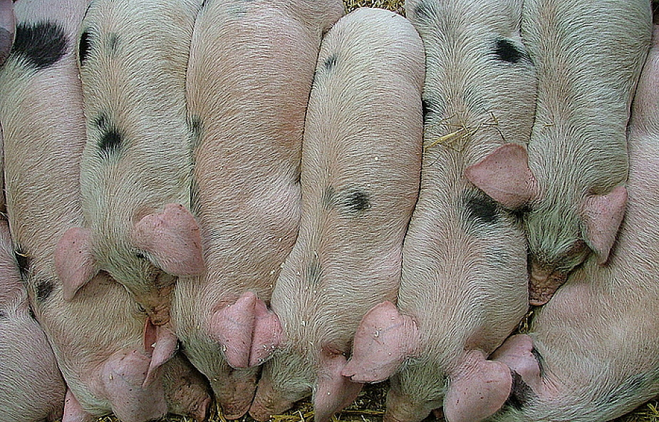 Pomór świń na Ukrainie zagraża innym krajom