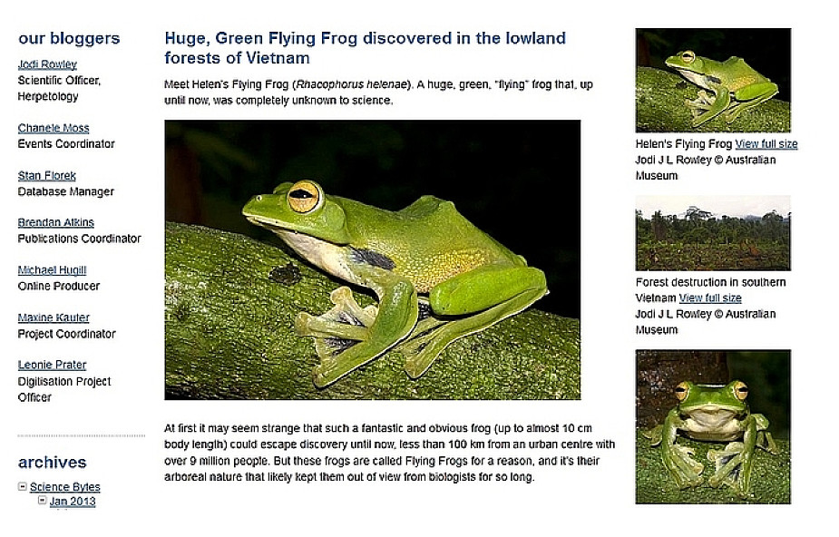 Odkryto nowy gatunek "latające" żaby
