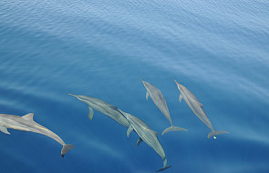Delfiny wspierają umierających członków stada