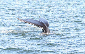 Ciągle łowią wieloryby w "celach naukowych"