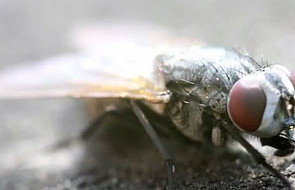 Mucha jest piękna czy brzydka?