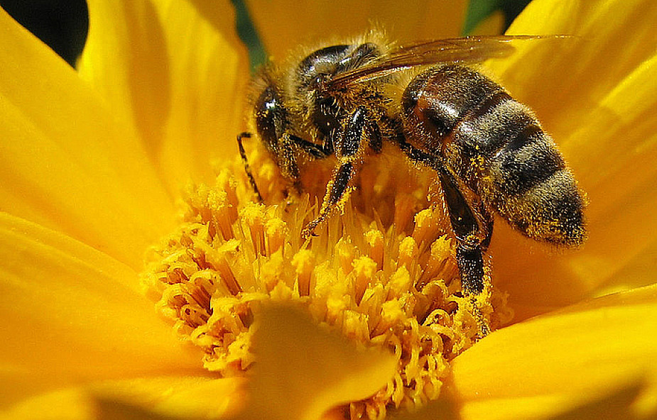 Jeśli wyginą pszczoły, zostaną nam cztery lata