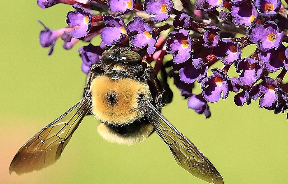 Co nam po pszczołach?