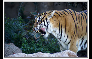 Zaatakowana przez tygrysa - nie żyje