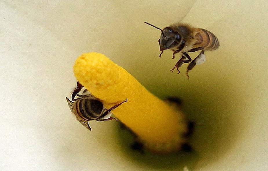 Tak będzie wyglądał świat bez pszczół