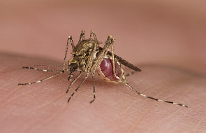 To woń, a nie "słodka krew" przyciąga komary
