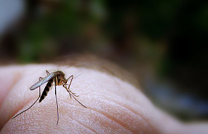 Egzotyczne komary atakują Europę