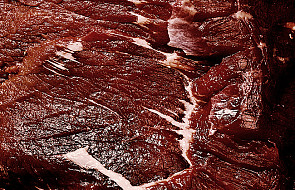Rosja: w polskim mięsie wykryto bakterie E. coli