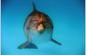 Delfiny mają najdłuższą pamięć spośród zwierząt