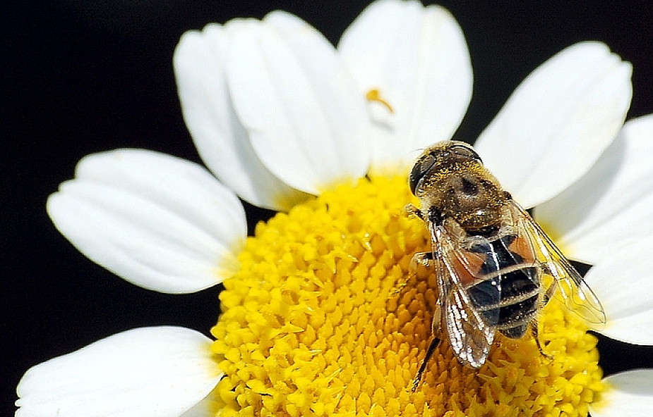 "Więcej niż miód" - film o tajemnicach pszczół