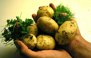 Białoruś: zakaz importu ziemniaków z UE