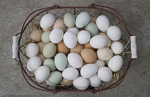 Kurze jaja jadano już w średniowieczu
