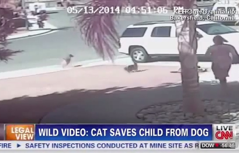 Kot-bohater ratuje małego chłopca