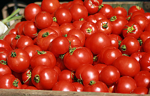 Odpowiedź na sankcje - bitwa na pomidory