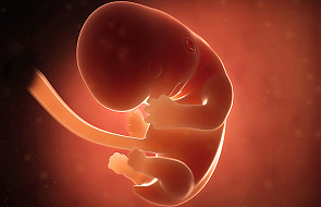 Państwo ma prawo do ochrony ludzkich embrionów