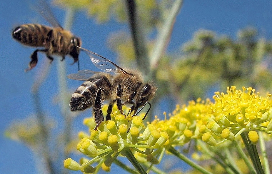 Dolnośląskie: zmniejszy się populacja pszczół